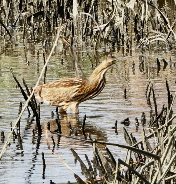 Amerika Balabanı - ML644713043