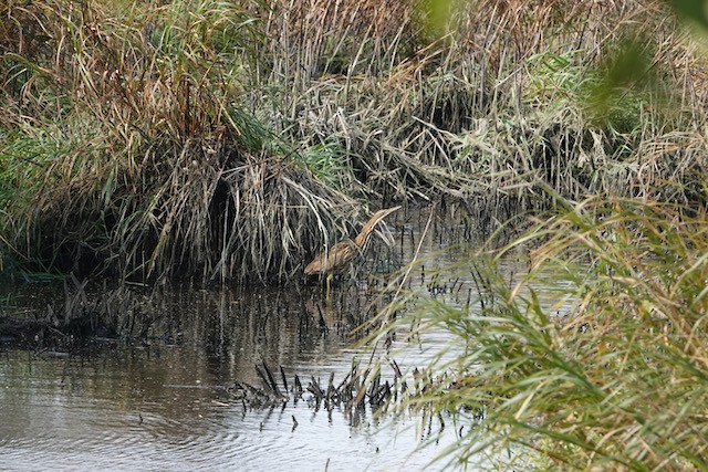 Amerika Balabanı - ML644713044