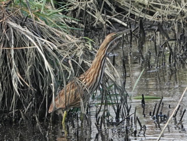 Amerika Balabanı - ML644713045