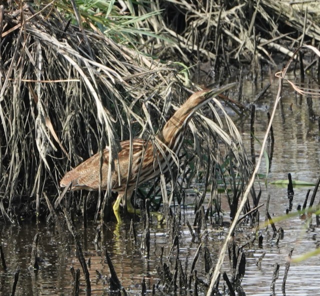 Amerika Balabanı - ML644713046