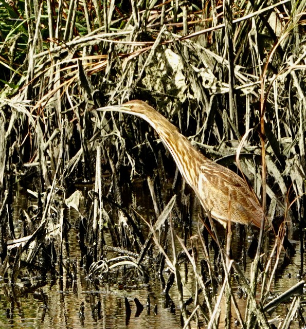 Amerika Balabanı - ML644713047