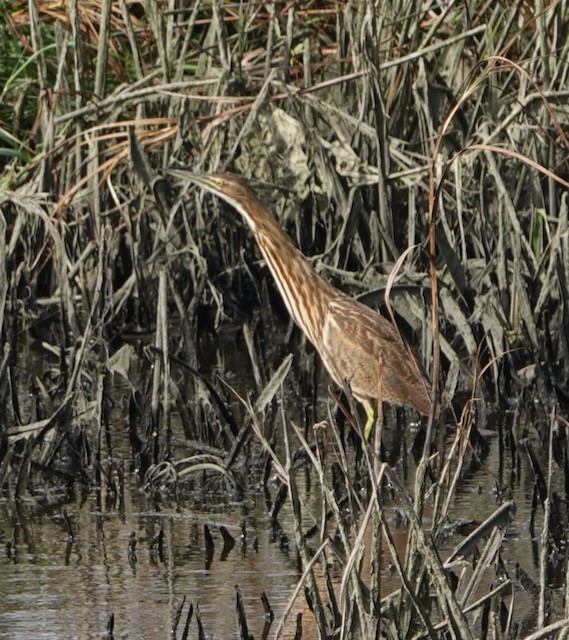 Amerika Balabanı - ML644713048