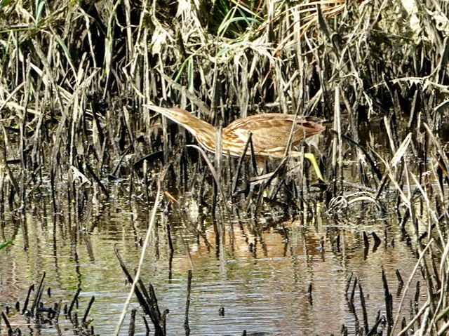 Amerika Balabanı - ML644713049