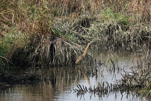 Amerika Balabanı - ML644713050