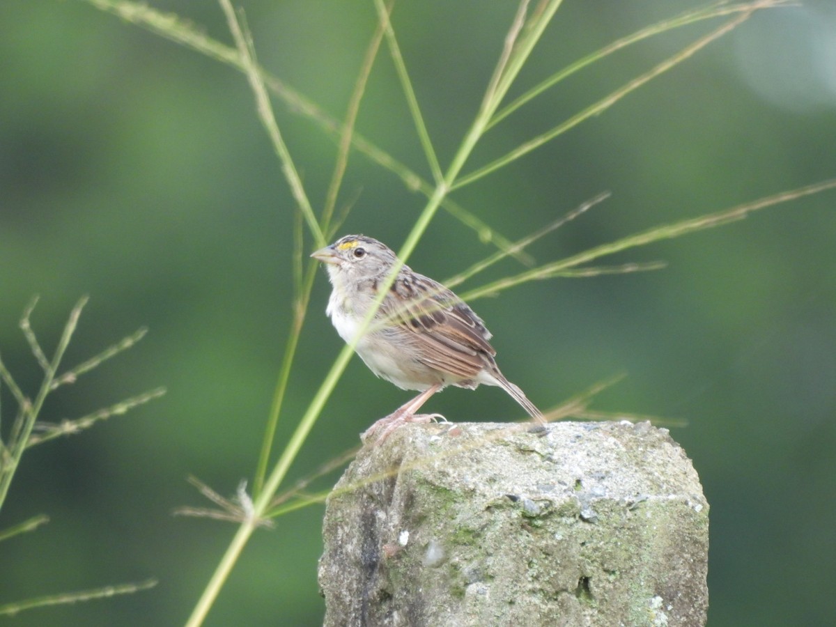 Grassland Sparrow - ML644713074