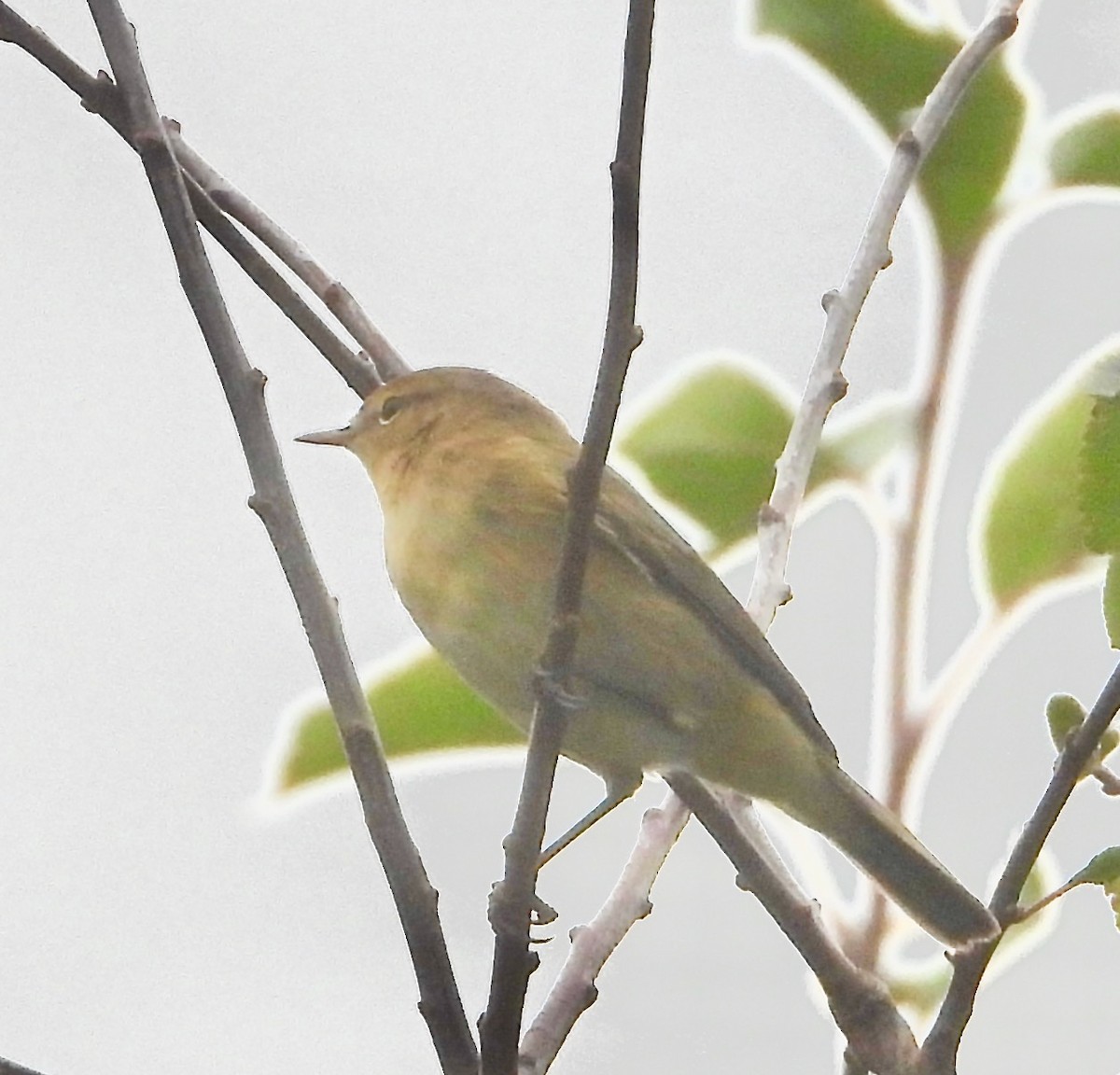 Common Chiffchaff - ML644713077