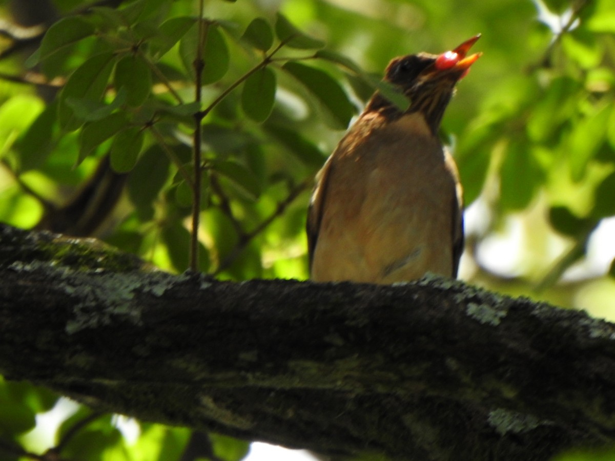 Creamy-bellied Thrush - ML644713085