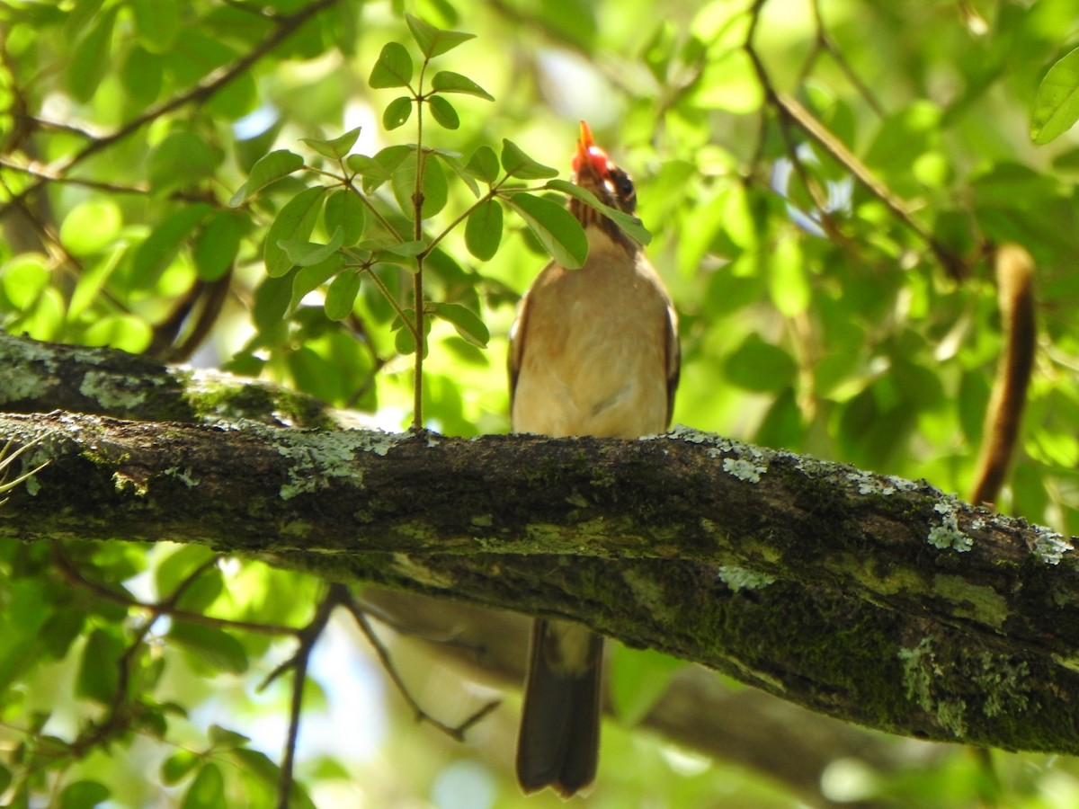 Creamy-bellied Thrush - ML644713086