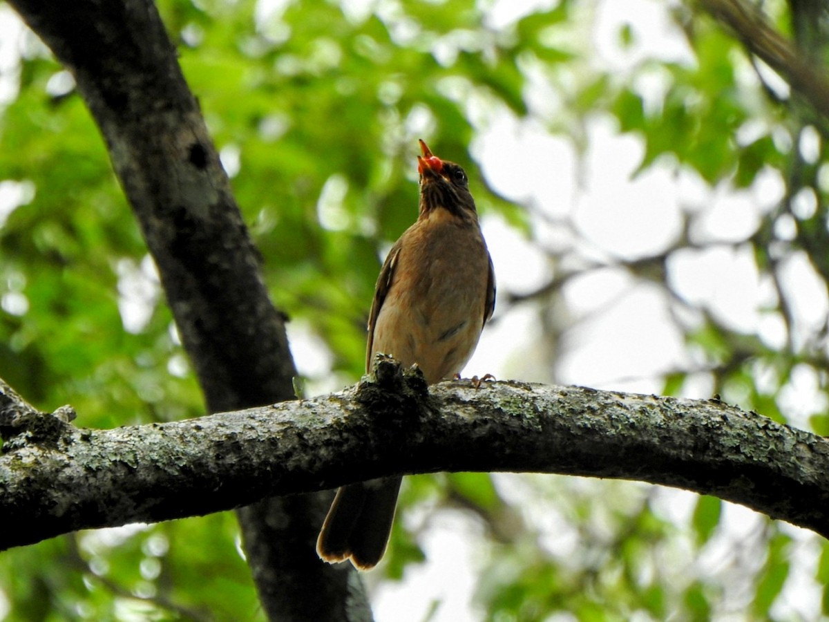 Creamy-bellied Thrush - ML644713087