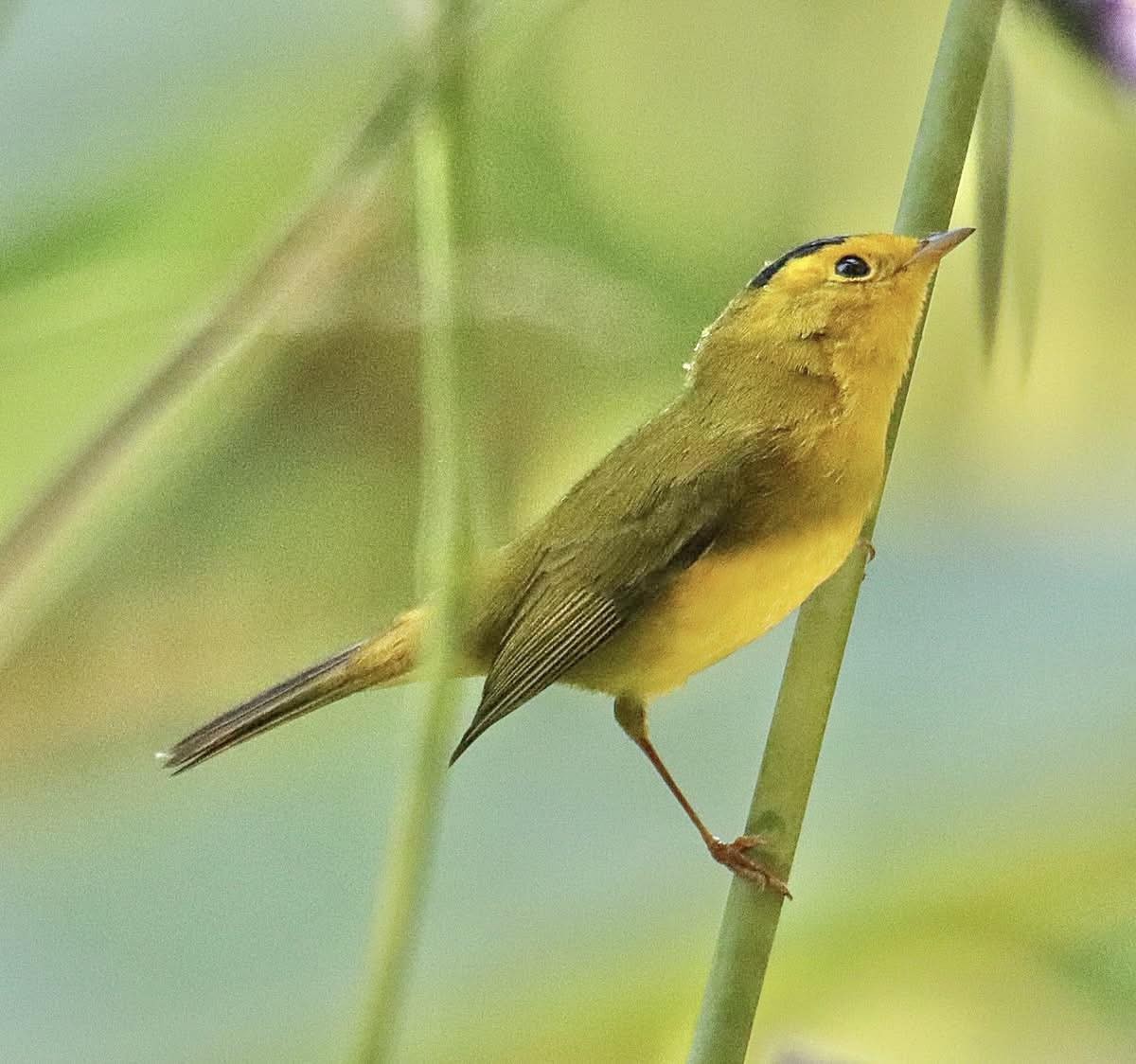 Wilson's Warbler - ML644713094
