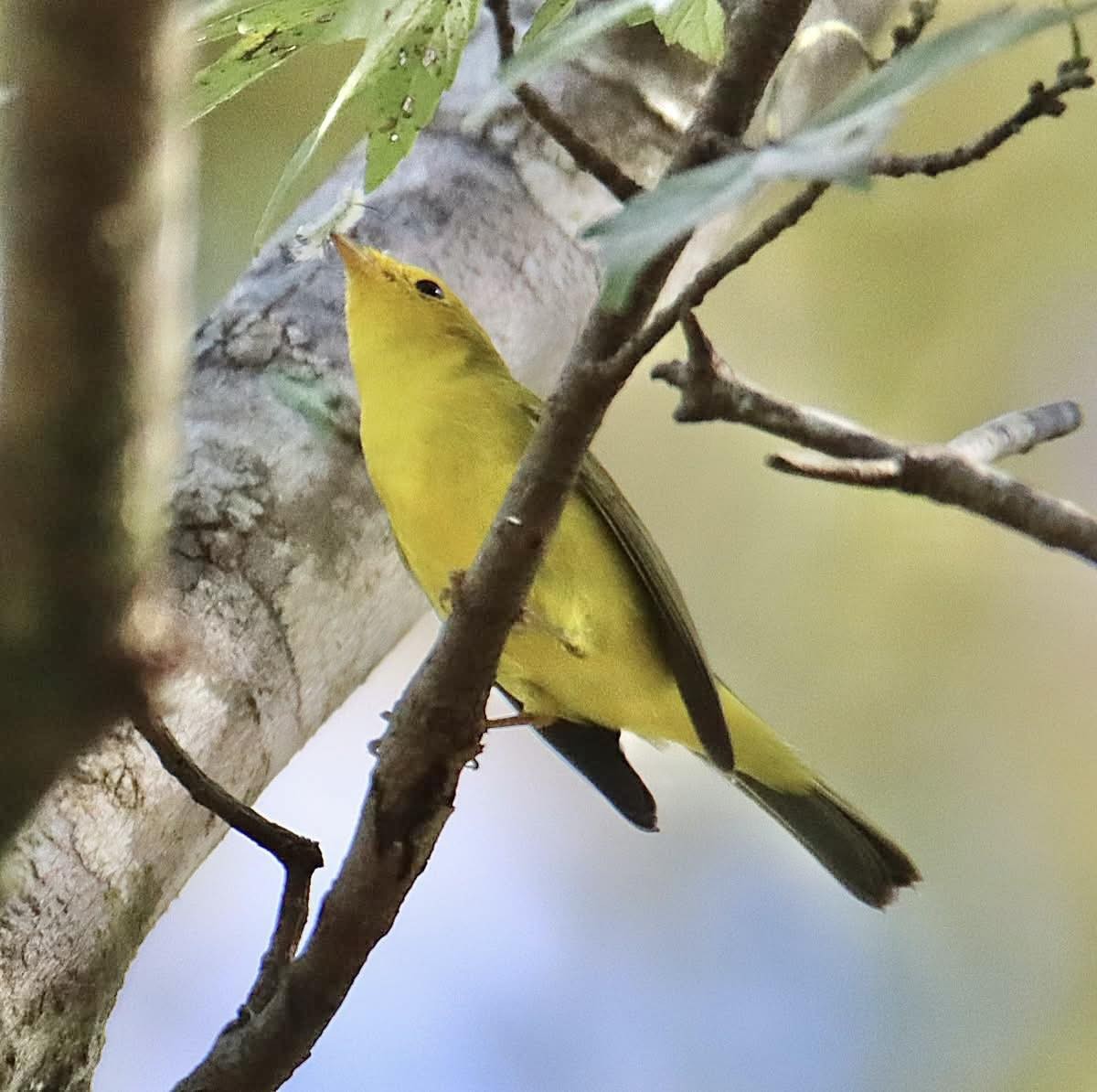 Wilson's Warbler - ML644713095