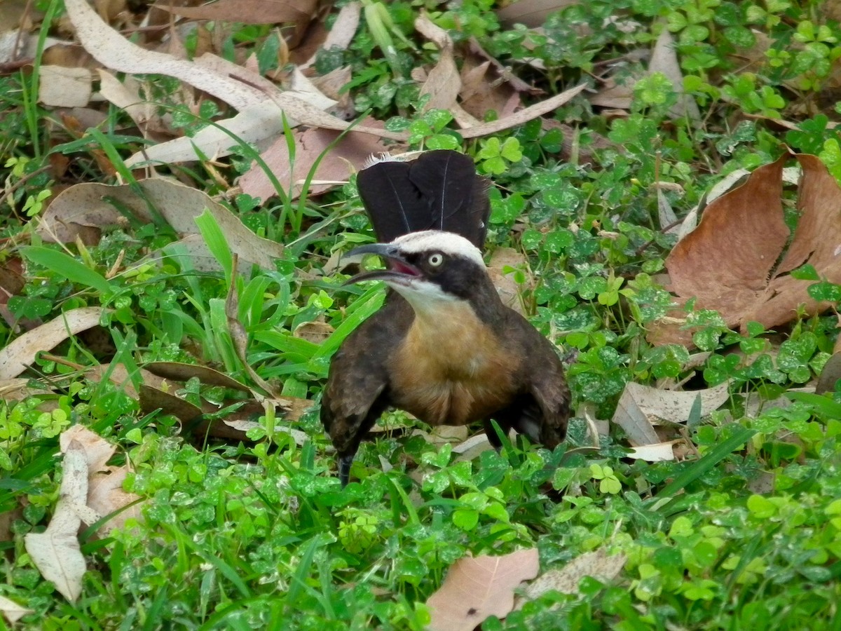 gråkronelarmtrost - ML644713105