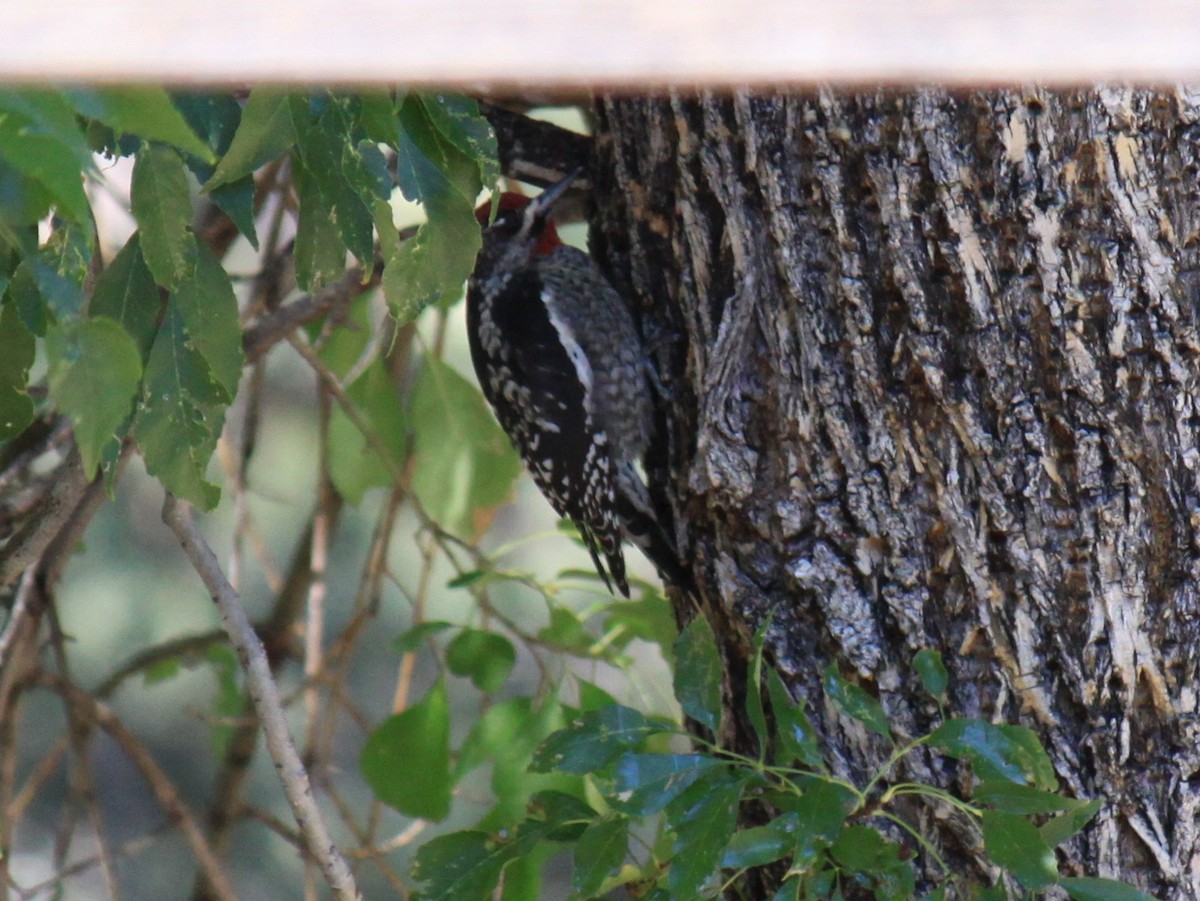 Red-naped Sapsucker - ML644713111