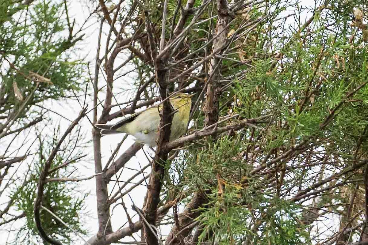 Pouillot véloce - ML644713114