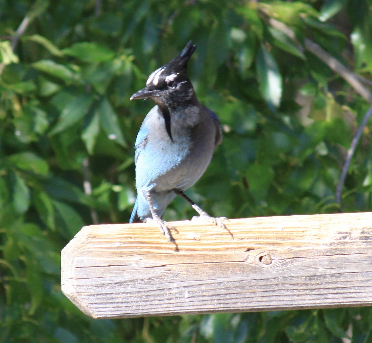 Steller's Jay - ML644713115