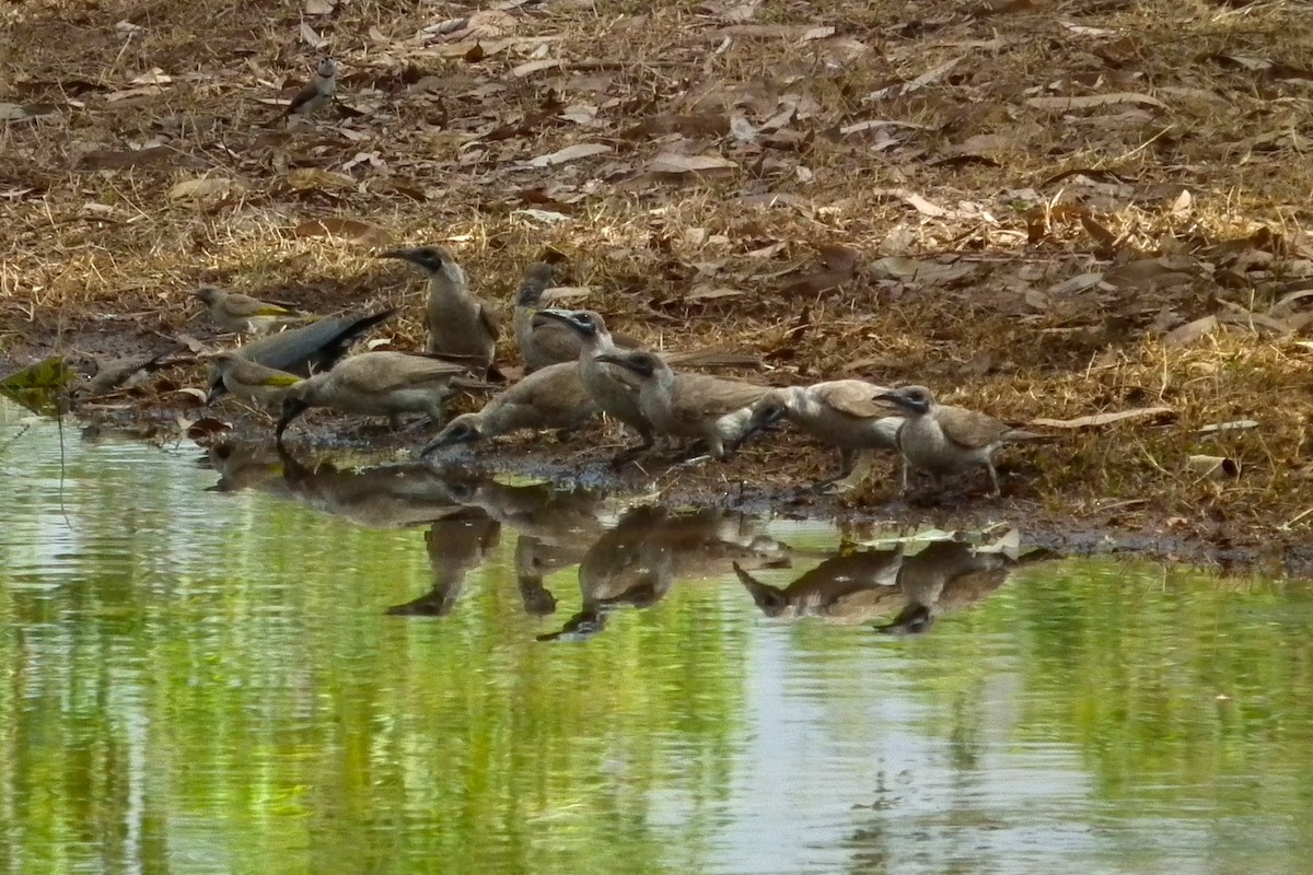 Little Friarbird - ML644713116