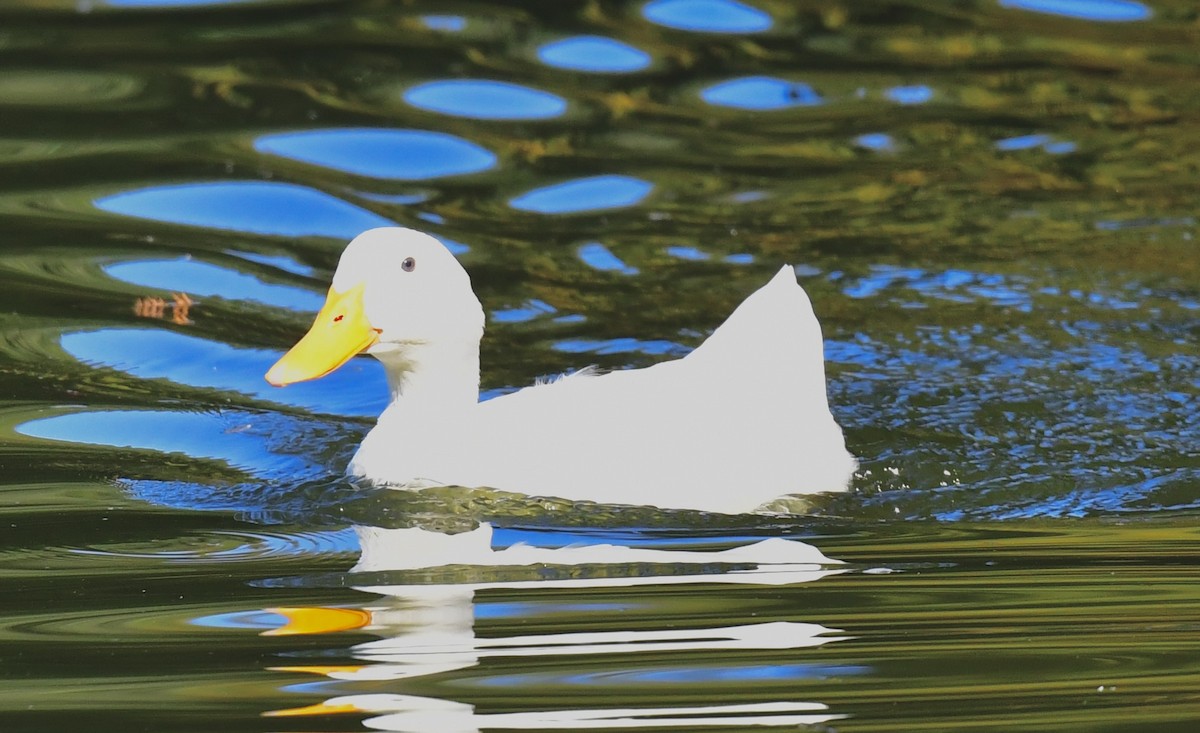 Mallard - ML644713117