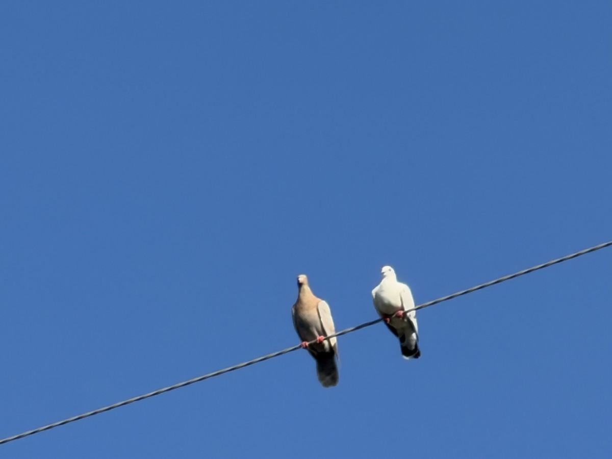 Rock Pigeon (Feral Pigeon) - ML644713119