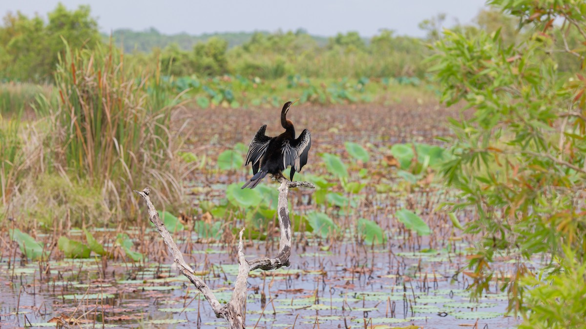 Australasian Darter - ML644713120