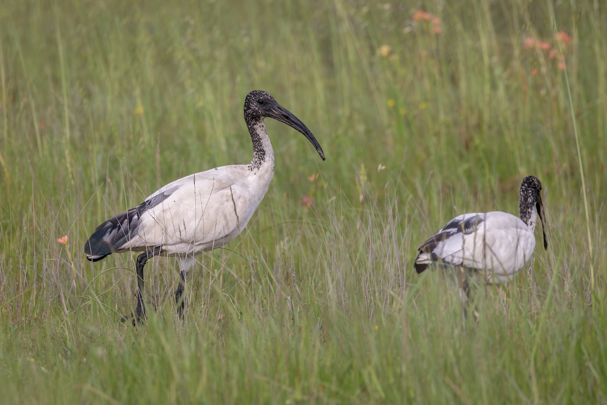 African Sacred Ibis - ML644713122