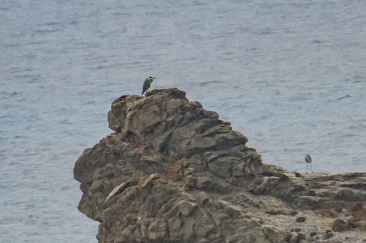 Gray Heron - ML644713123