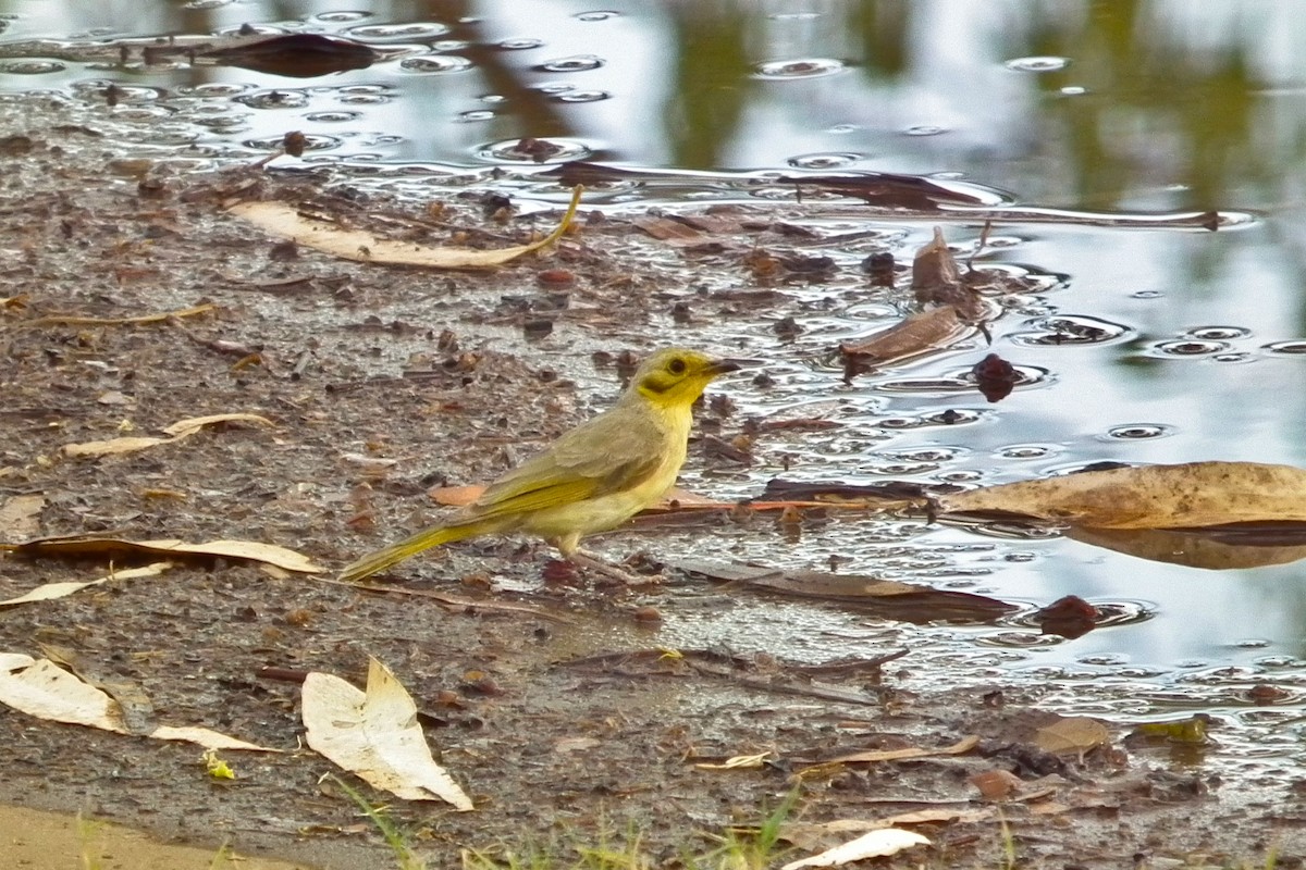 Yellow-tinted Honeyeater - ML644713125