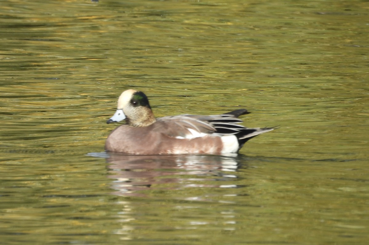 American Wigeon - ML644713126