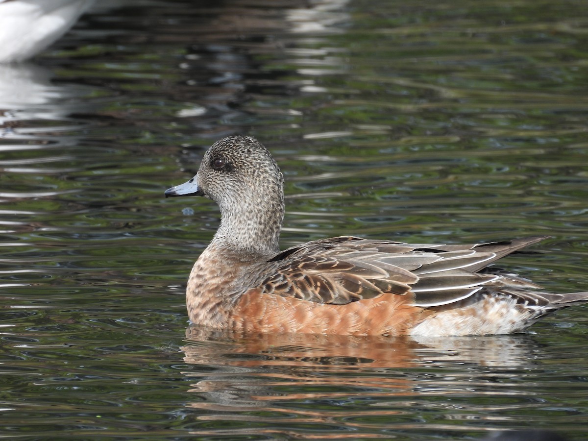 American Wigeon - ML644713127