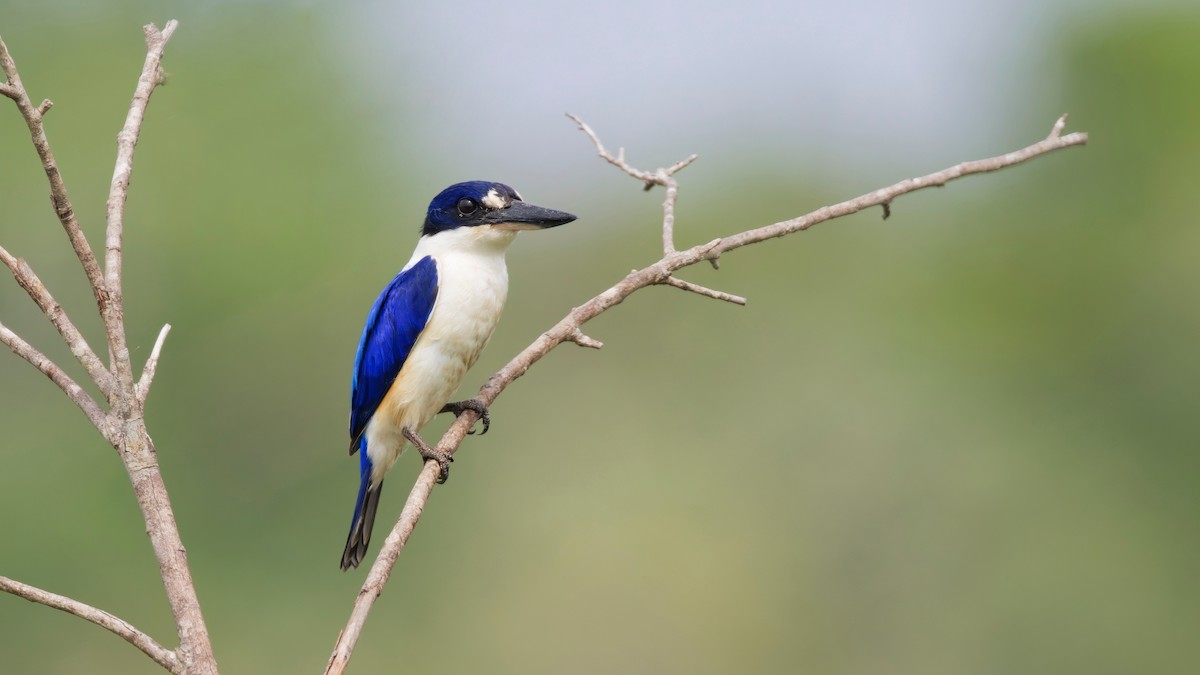 Forest Kingfisher - ML644713128