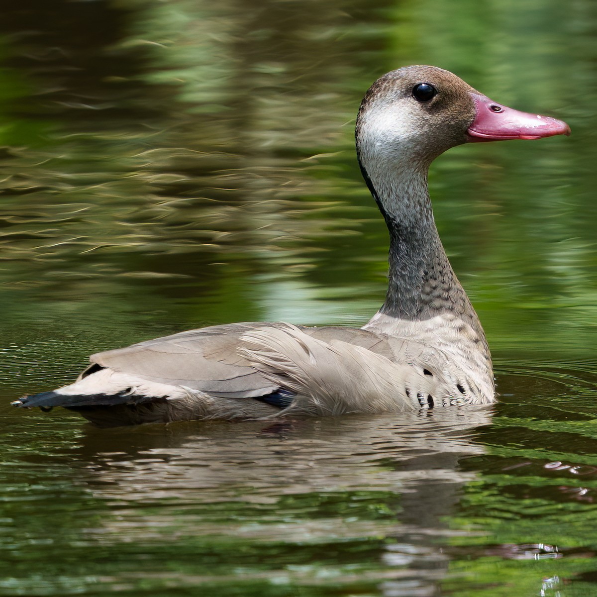 Brazilian Teal - ML644713129