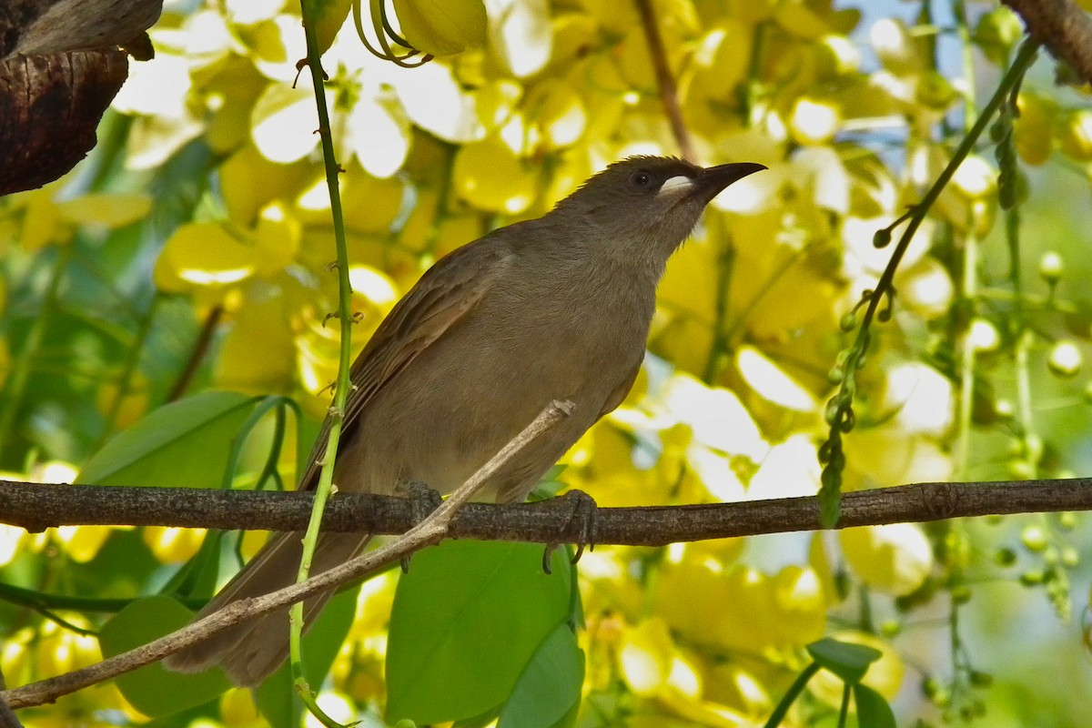 White-gaped Honeyeater - ML644713130