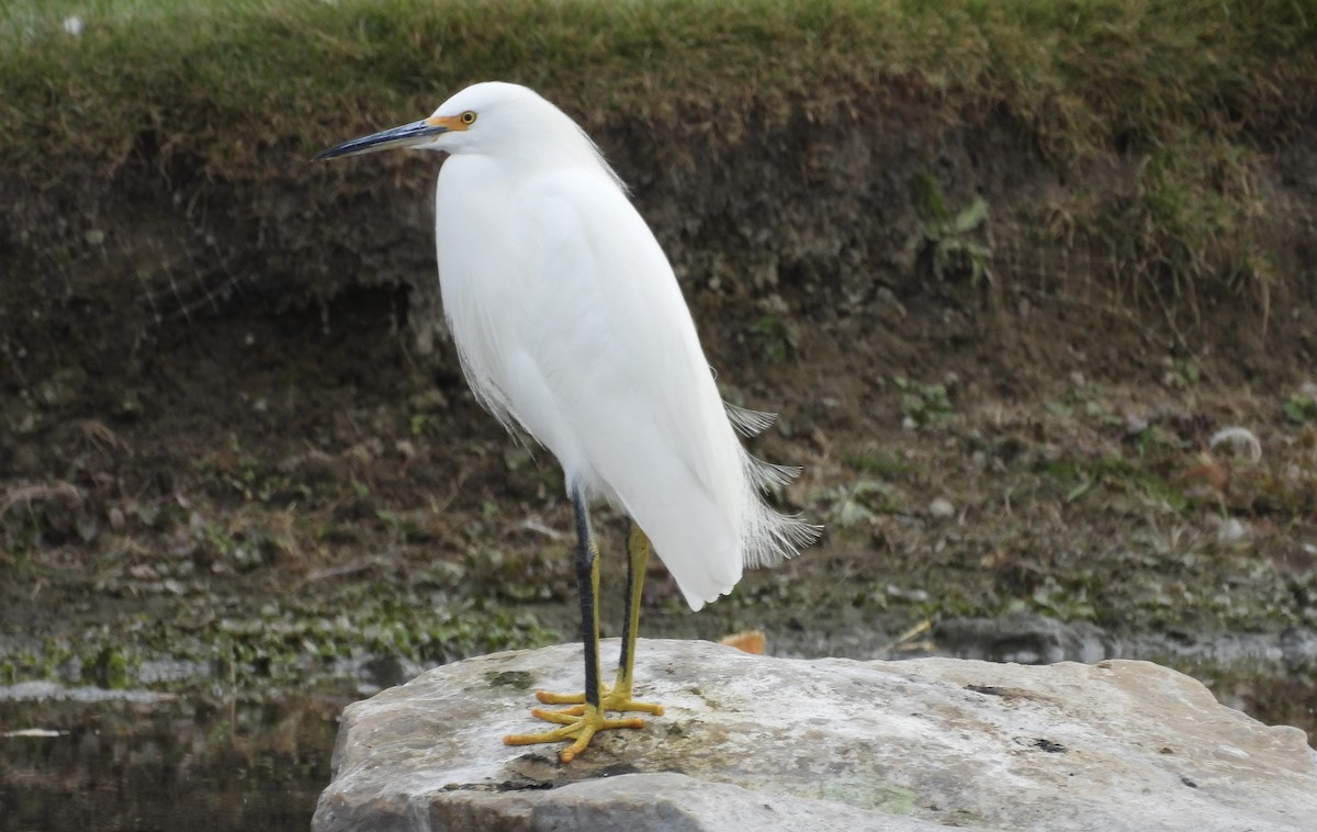 Snowy Egret - ML644713132