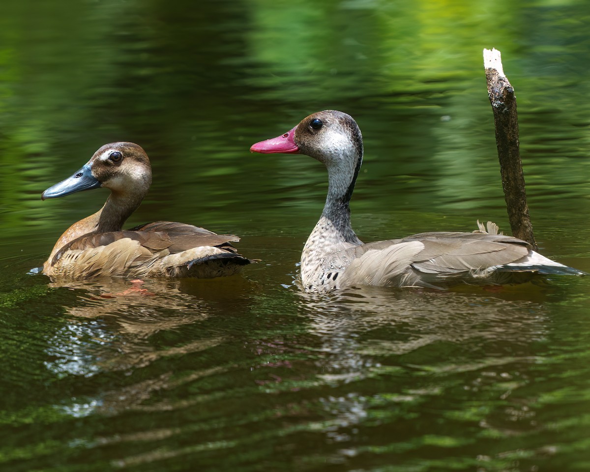 Brazilian Teal - ML644713133