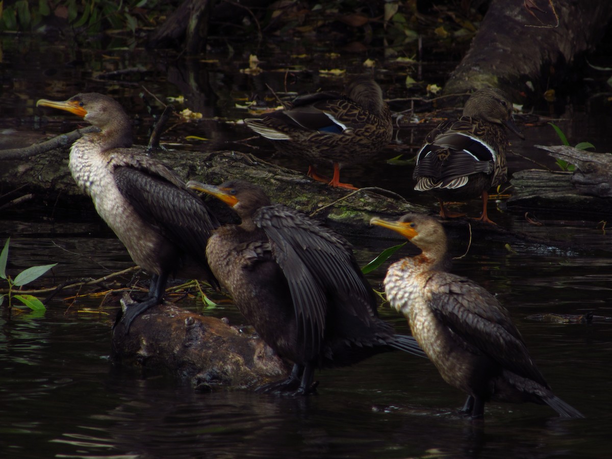 Double-crested Cormorant - ML644713134