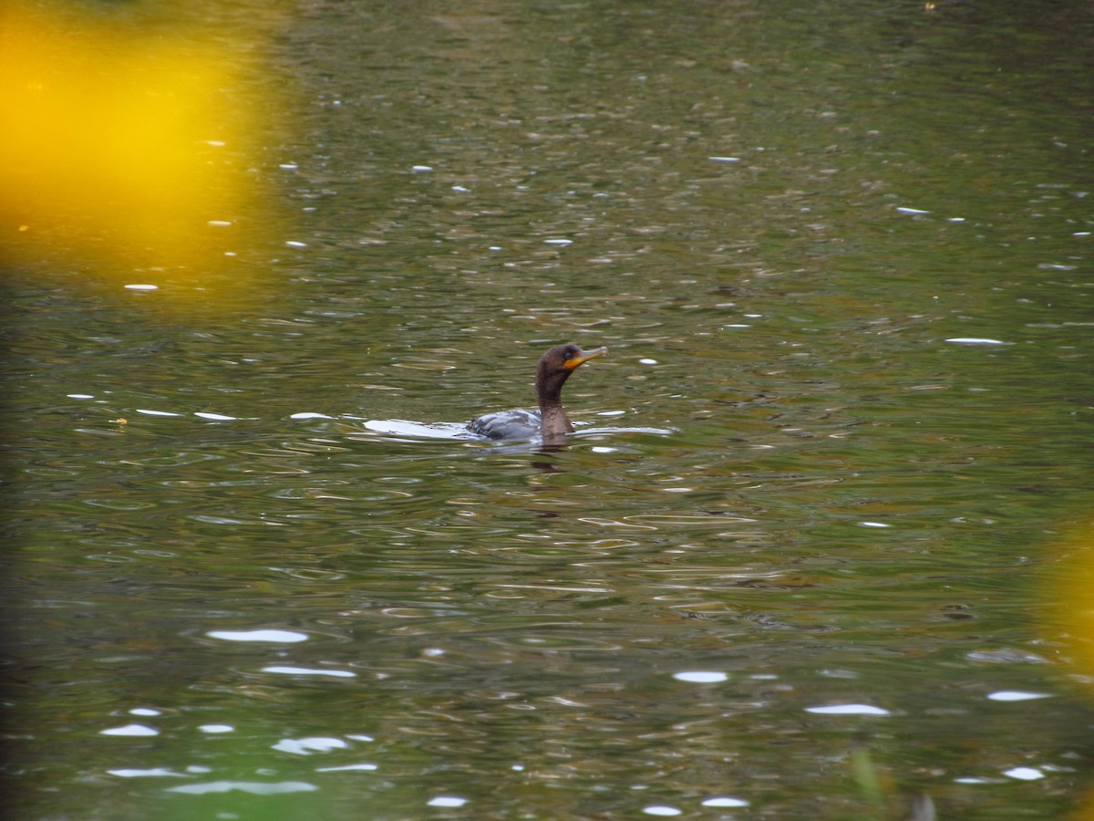 Double-crested Cormorant - ML644713135