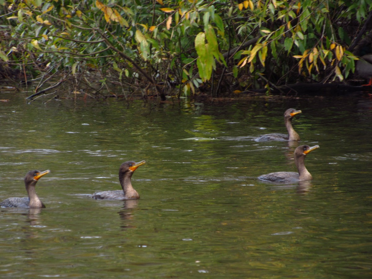 Double-crested Cormorant - ML644713136