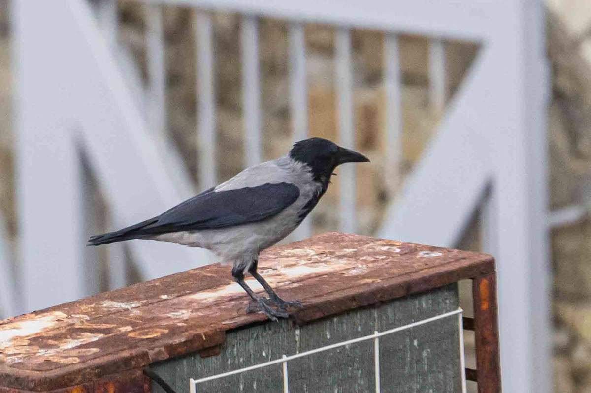 Hooded Crow - ML644713137