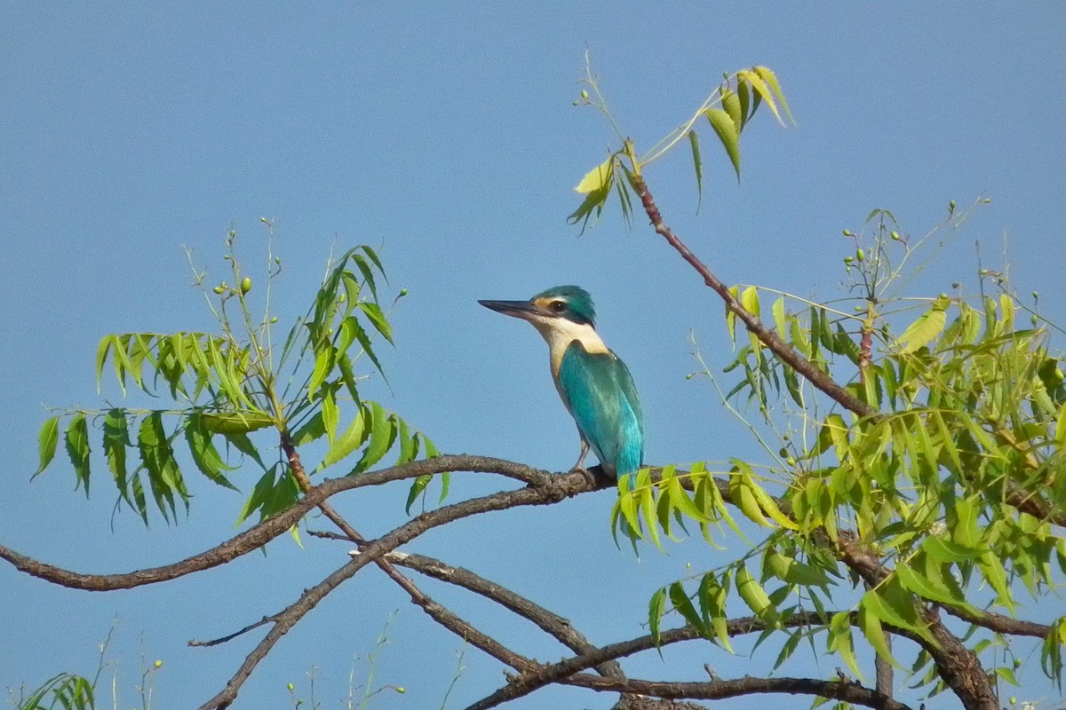 Sacred Kingfisher - ML644713139