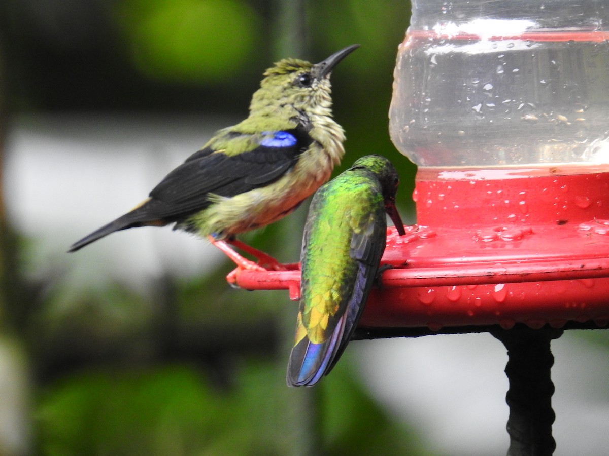 Scaly-breasted Hummingbird - ML644713140