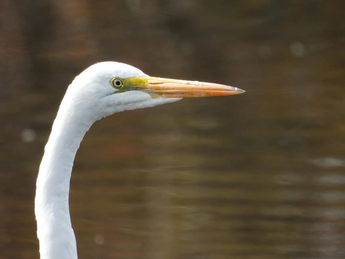 Great Egret - ML644713142