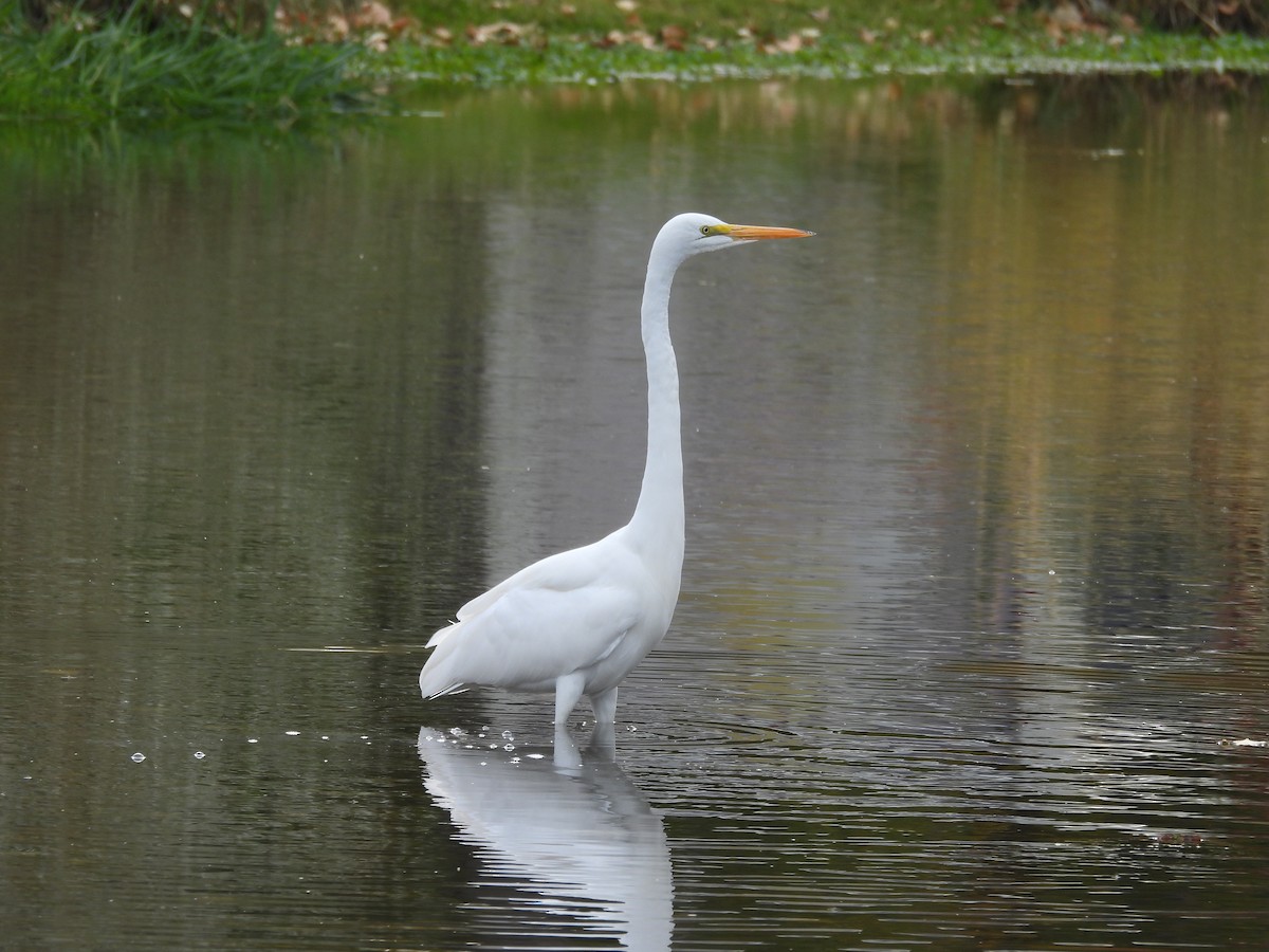 Great Egret - ML644713143
