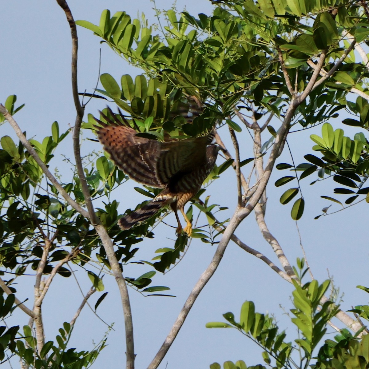 Roadside Hawk - ML644713146