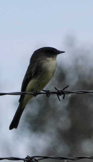 Eastern Phoebe - ML644713147