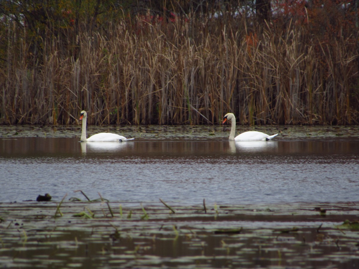 Лебідь-шипун - ML644713149