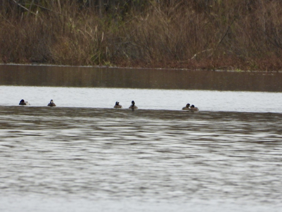 スズガモ - ML644713163