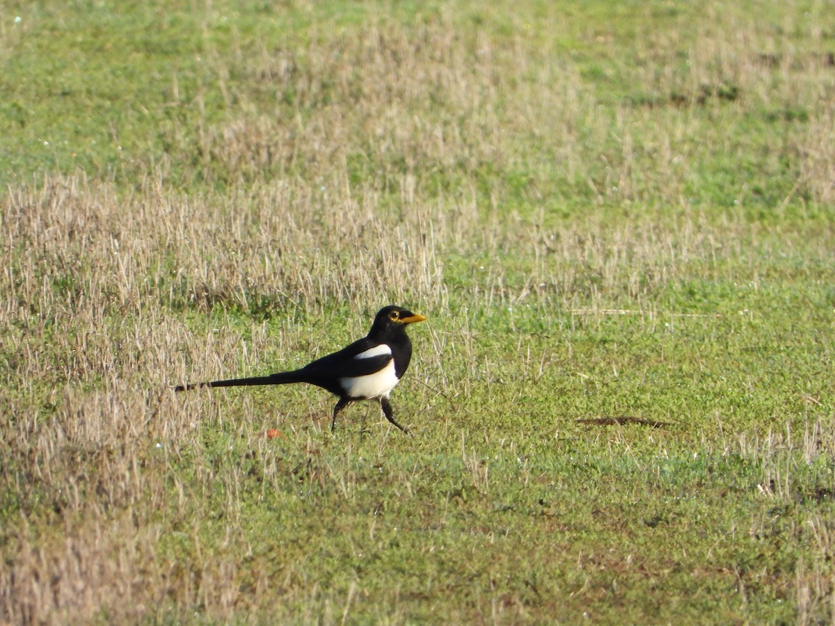 Yellow-billed Magpie - ML644713171