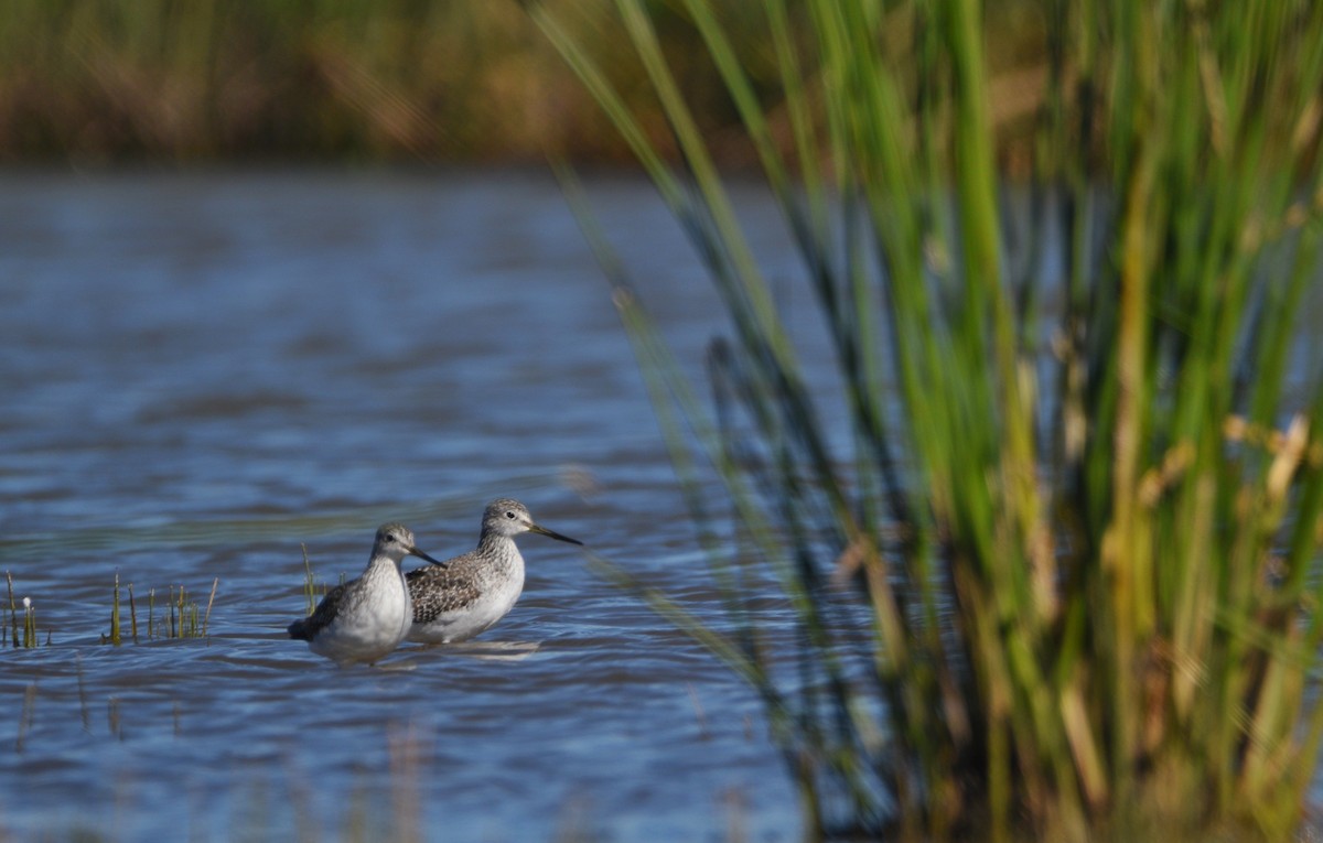 Tüpfelgelbschenkel - ML644713173