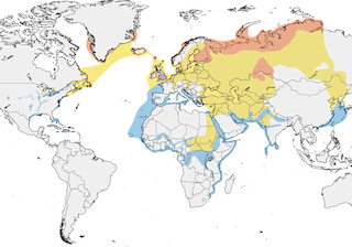 Distribution of the Lesser Black-backed Gull - Range Map