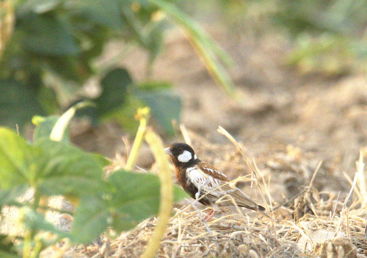 Жервінчик білощокий - ML644713186