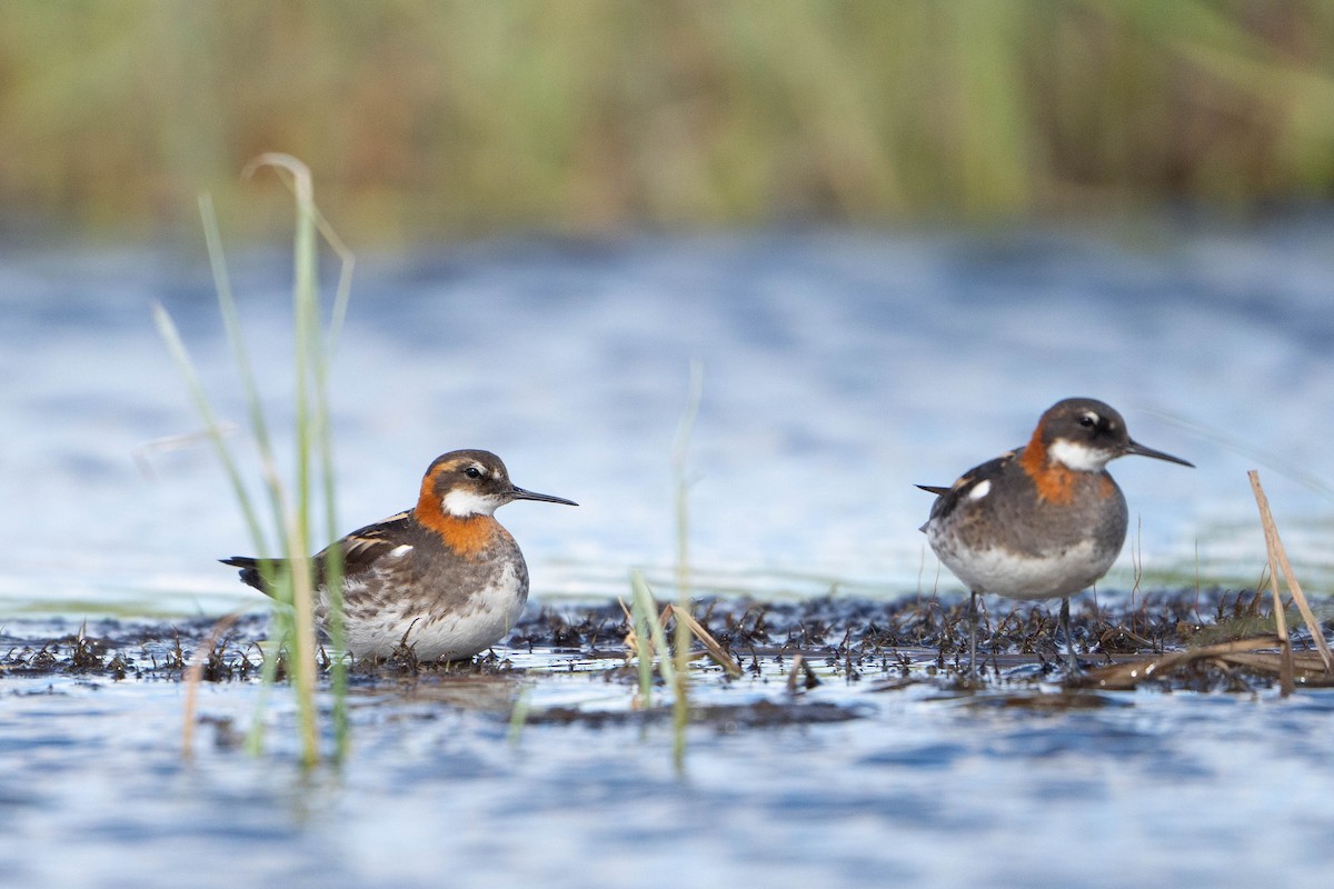 Плавунець круглодзьобий - ML644713193
